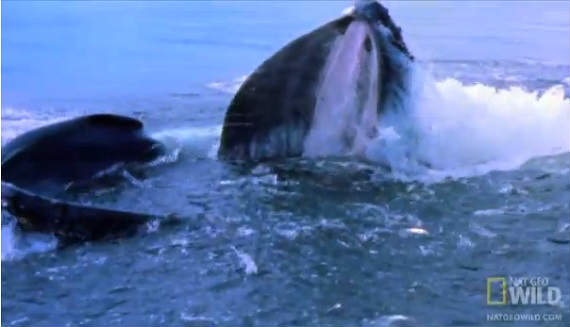 ザトウクジラの狩り