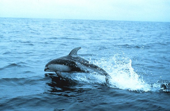 800px-Pacific_white_side_dolphin