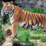 Panthera_tigris_tigris