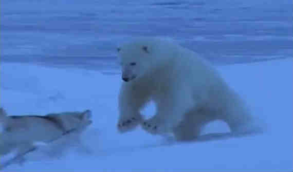 北極グマと犬