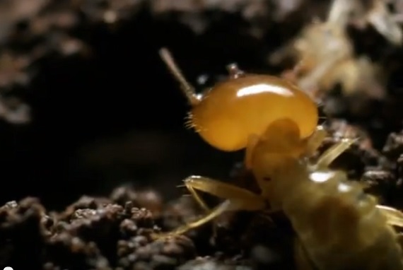 野生のアリクイは1日に約3万匹のアリを食べる まさに 蟻喰い の名にふさわしい生き物 捕食動画ナビ