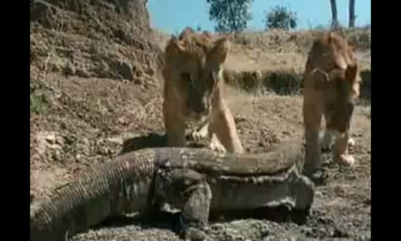 トカゲ強し 食事中のライオンに近づき エサを奪取 捕食動画ナビ