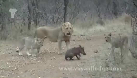 ライオンの子どもの狩り練習