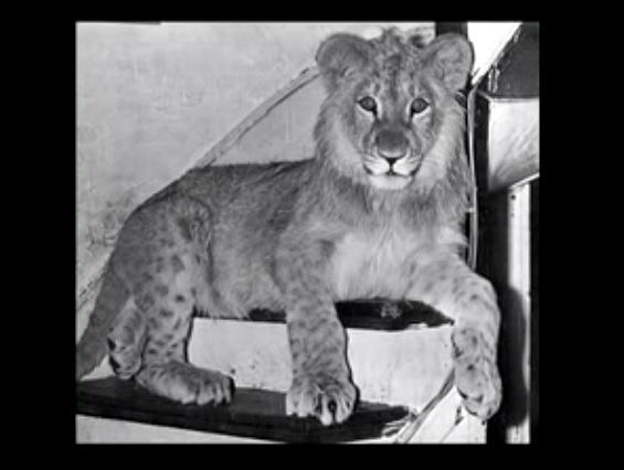 イギリスのデパートではライオンが売っていた ペットから野生に戻り逞しく育った1頭のライオンのお話 捕食動画ナビ