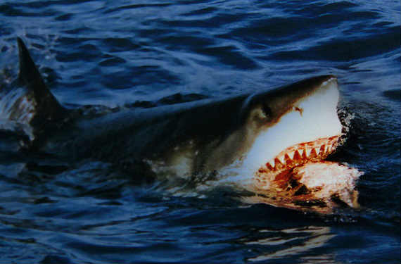 シャチvsサメの頂上決戦 最強ハンターのシャチと海の殺し屋ホホジロザメ どちらが捕食者に 捕食動画ナビ