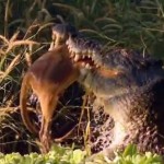 捕食 たった一噛みでバッファローを倒してしまうコモドオオトカゲの動画 捕食動画ナビ