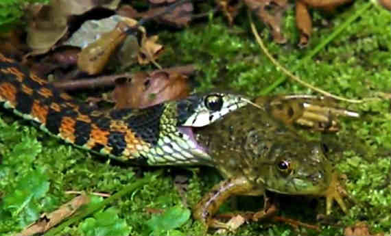 毒蛇ヤマカガシは 三度の飯よりカエルの足 が好きだ ということが良くわかる映像 捕食動画ナビ